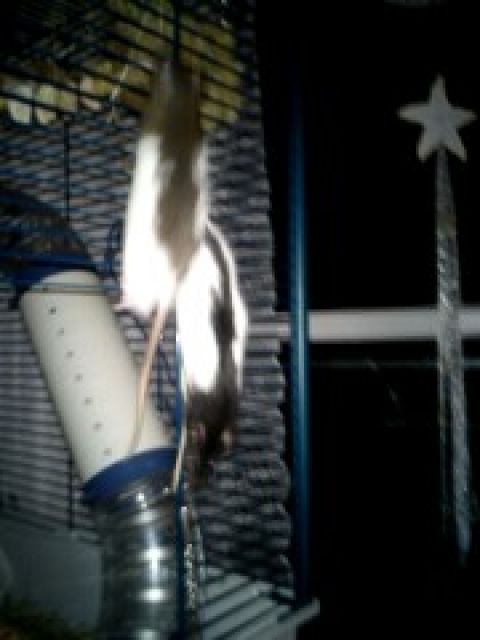 2zahme Rattenweibchen zu verschenken - Ratten - Magdeburg