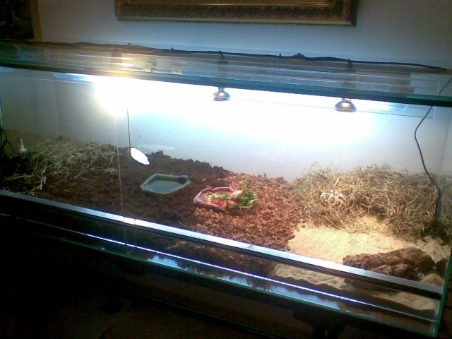 Vollglas-Terrarium - Reptilien - Klosterneuburg