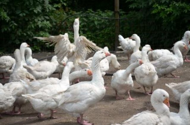 Hausgänse zu verkaufen - Sonstiges - Lohne-Bokern