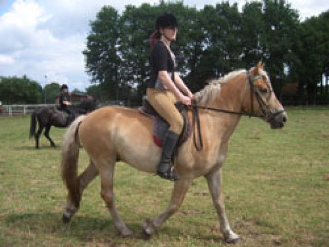 Suche Reitbeteiligung nähe Königswinter/Oberpleis - Reitbeteiligung - Königswinter