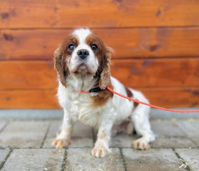 Broadway - schüchtern - Hunde - Nova Bana