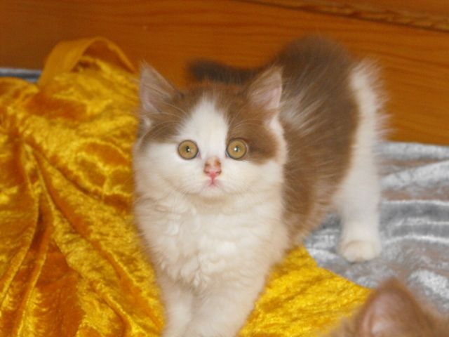 Power of Love - Katzen - Salzhemmendorf