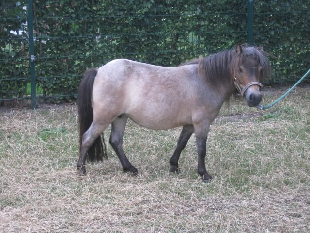 Mini-Shetland-Pony  Stute  zu verkaufen - Pferde - Hörstel