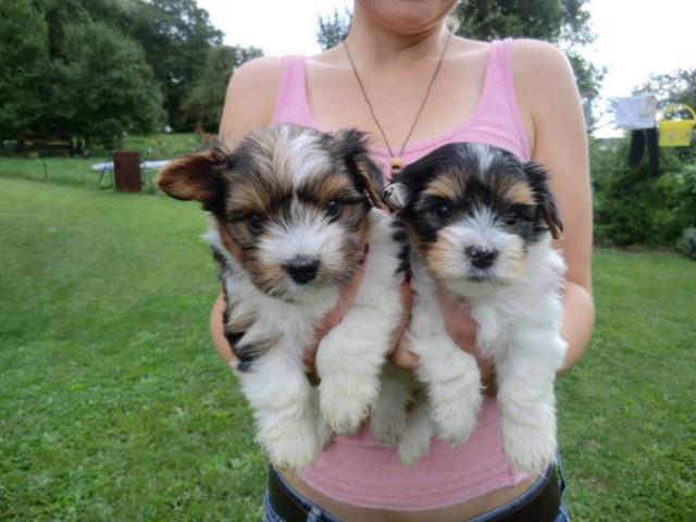 Super Liebevolle Biewer Yorkshire Terrier Welpen - Hunde - Quakenbrück