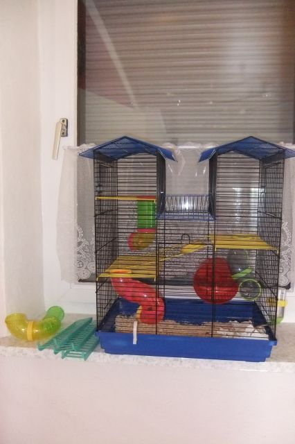 Süsser Hamster, ca. 1 1/2 Jahre alt sucht neues Zuhause - Hamster - Alsdorf