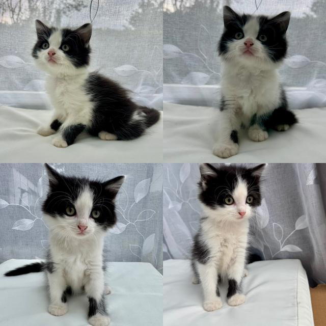   BKH & Persermix  - Katzen - Lauben