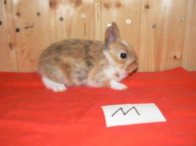 Junge geimpfte Zwergkaninchen vom Kaninchenhof-Grimm - Hasen Kaninchen - küsten