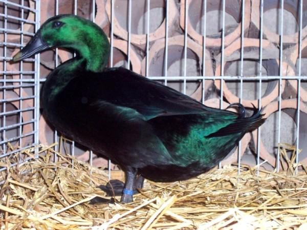 Cayuga - Entenküken abzugeben - Voegel - Wertach