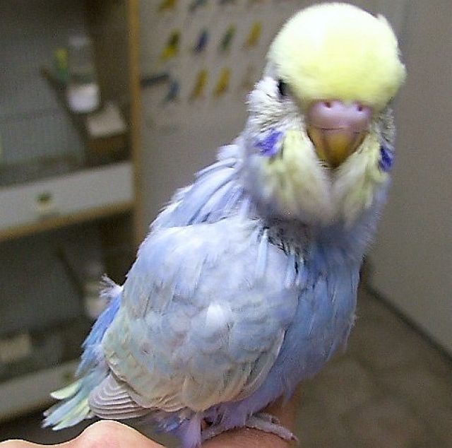 Nestjunge Handzahme Wellensittiche Rainbows , Hellflügel, Normale  - Voegel - Floß