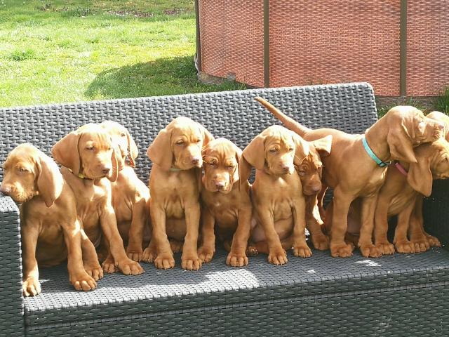 Magyar Vizsla Welpen, reinrassig - Hunde - Erfurt