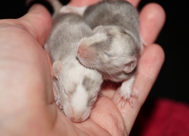 ♡ Ratten Babys aus verantwortungsvoller Zucht ♡  - Ratten - Frankfurt