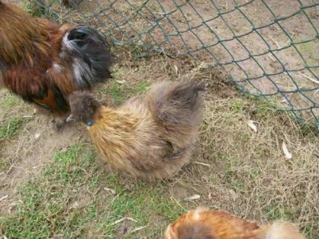 Küken Zwergseiden  div Farben in Kürze an Abholer - Sonstige Nutztiere - Neckarbischofsheim