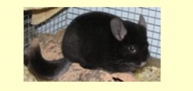 Chinchillas, verschiedene Farben - Nagetiere Allgemein - Groß Döhren