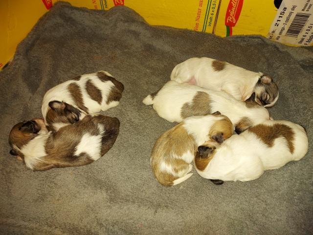 Havaneser welpen - Hunde - hennstedt