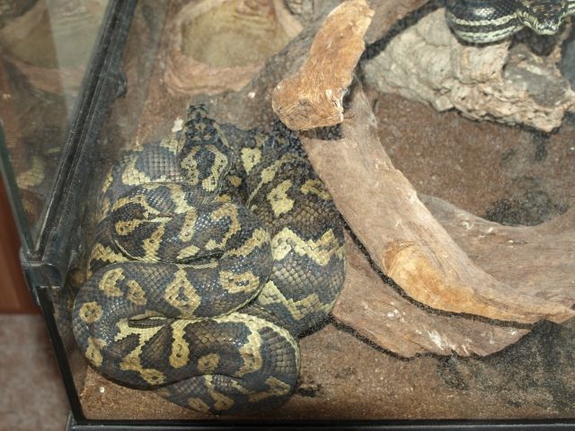 Schlange Python - Reptilien - Gleicherwiesen