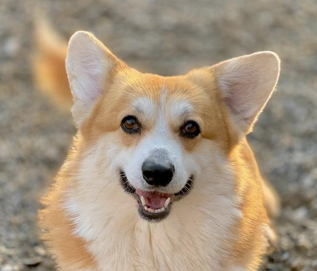 Taran - sozial, sanft, unkompliziert - Hunde - Nova Bana