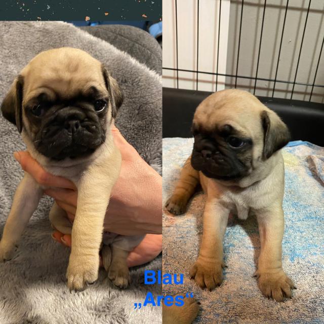 Mops / altdeutsche Mops Welpen - Hunde - Rudelzhausen 