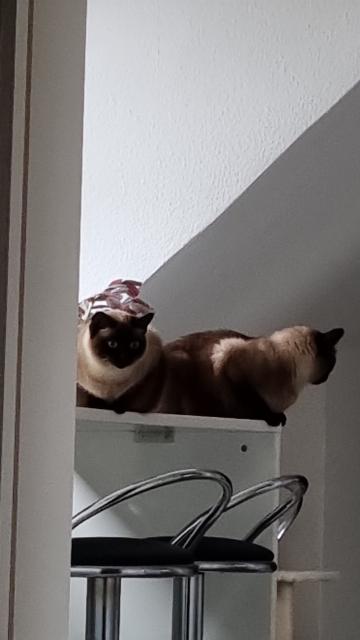 Siamkatzen  - Haustiere - Herdecke an der Ruhr