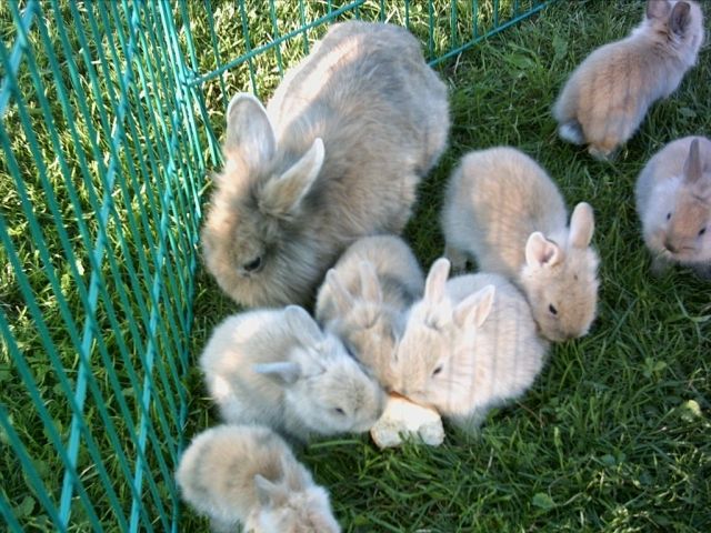 ZWERGKANINCHEN ZU VERKAUFEN 8 WOCHEN ALT - Hasen Kaninchen - kissing