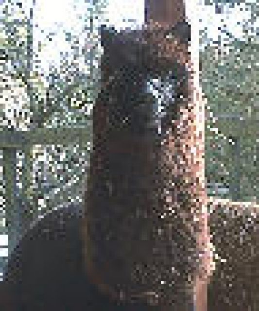 Alpaka Junghengst - Nutztiere - Brilon