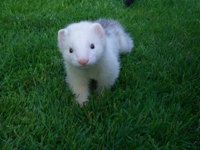 Frettchenwelpen für Frühjahr 2011 Handzahm - Frettchen - Freiburg