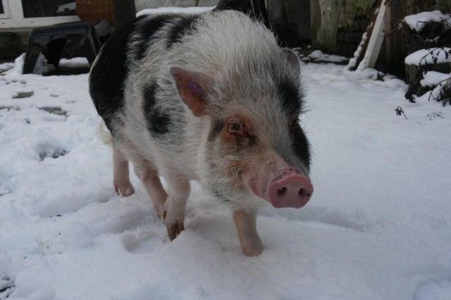 Dringende Hilfe bei Minischweinvermittlung    - Haustiere - Krefeld