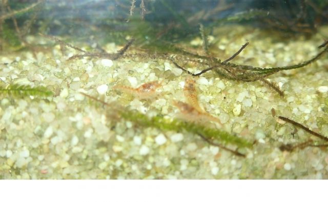 Habe einige CPO Jungtiere preiswert abzugeben  VB - Fische - Oberhausen