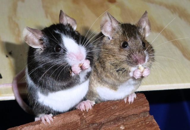 Farbmäuse   die bunte Verwandte unserer  Hausmaus   Mus musculus   - Maeuse - Holzgerlingen