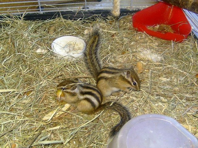Junge Streifenhörnchen  - Nagetiere Allgemein - Lauterbach  Hessen 