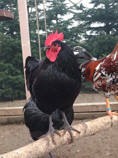 Hahn der Großen Schwarzen Australorps - Nutztiere - Kalbe
