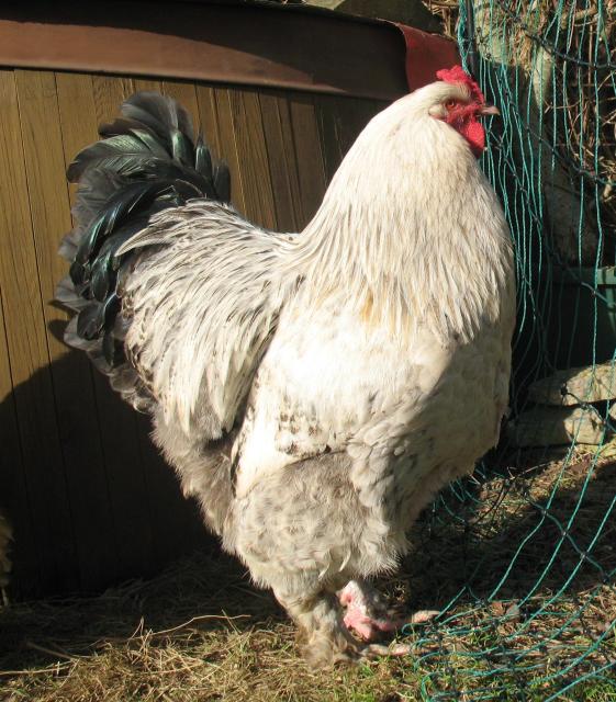 Brahma Hahn - Haustiere - Wasungen OT Metzels
