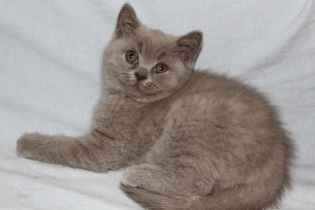 BKH kater in lilac nähe Koblenz - Katzen - Hilgert