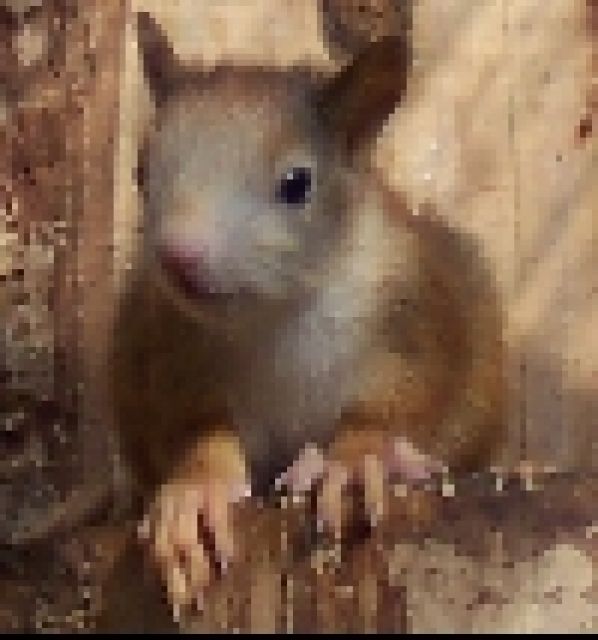 EICHHÖRNCHEN nestjung einmalige Farben ansehen lohnt sich!!! - Sonst Nagetiere - Martfeld