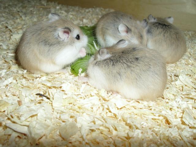 Junge Roborowski Zwerghamster, Hamster  - Hamster - Moringen