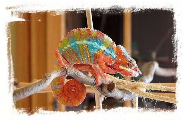 Pantherchamäleons Furcifer Paradalis Ambilobe - Reptilien - Starkenberg