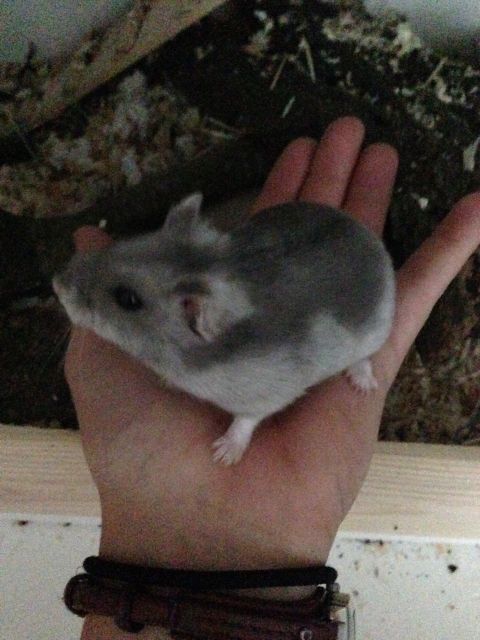 Dschungarische Zwerghamster Babys - Hamster - Regensburg