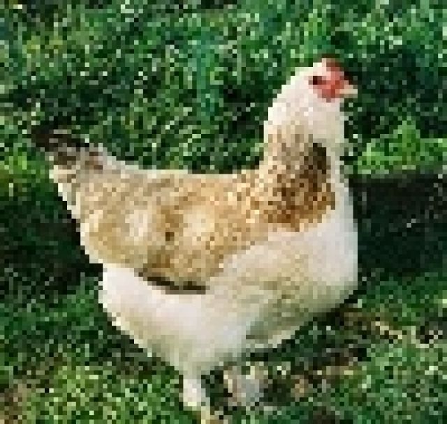 Enten;Hühner & Gänse auch weitere Geflügel Arten aus naturbrut zu Verkaufen ! - Sonstige Nutztiere - hohentengen