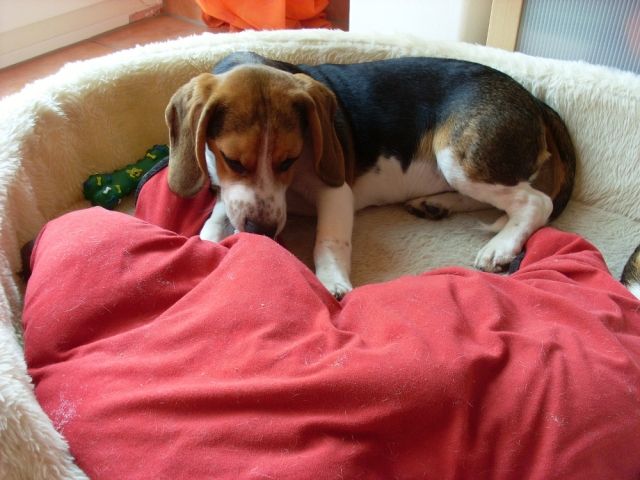 Beaglerüden 8 Monate Tricolor zu verkaufen - Hunde - Scheeßel