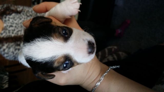 Hundewelpe zu verkaufen - Hunde - Düsseldorf