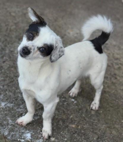 Pünktchen - Kleines verschmustes Pünktchen sucht das große Glück - Hunde - Königsbach-Stein 