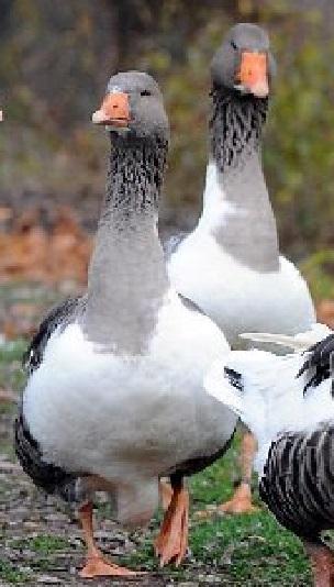 Küken von Pommerngänse ab April abzugeben - Nutztiere - Vöhringen