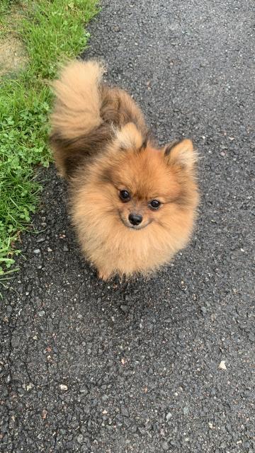 Zwergspitz/Pomeranian - Hunde - Oberhaag