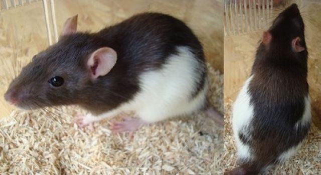 Suche weibliche 1 jährige Cinnamon Pearl oder Black Hooded Ratte - Ratten - Waldkirch
