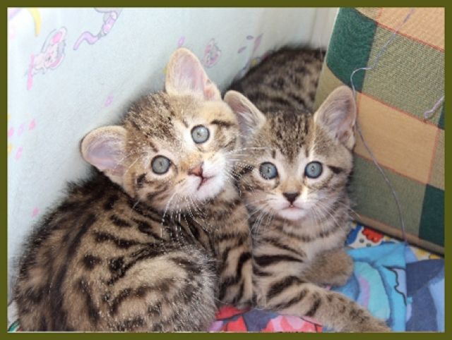 TIERHILFE FRANKEN e.V. --- Werden Sie Pensions-Familie für Katzen   - Katzen - Lauf