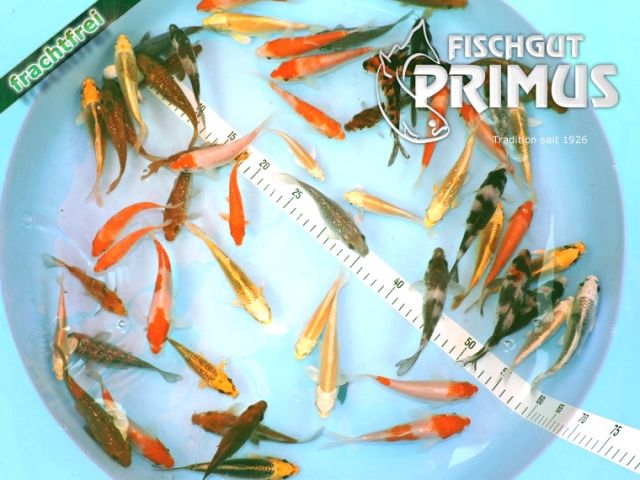 20 Koi - Koi-Paket   EXTRA   - Größe 10-12 cm - Fische - Iserlohn
