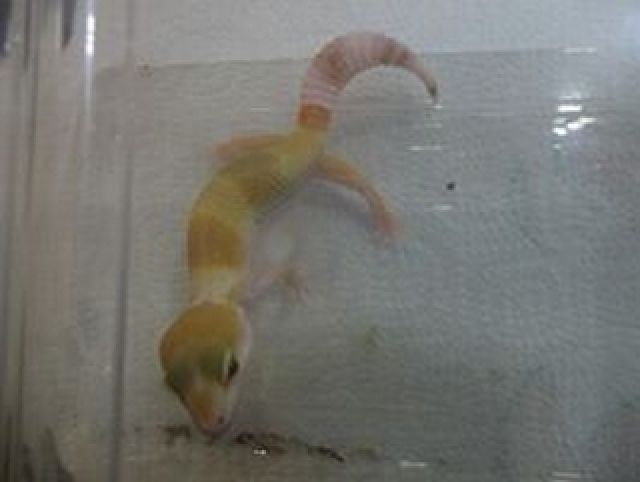 Leopardgecko NZ 2013 W&Y Tangerine - Reptilien - Gilching