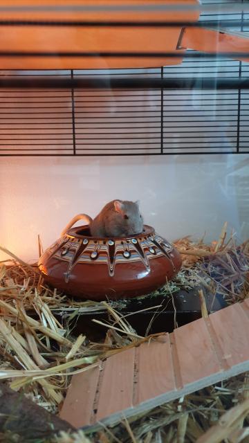 4 Rennmäuse Mädchen  - Maeuse - Stuttgart 