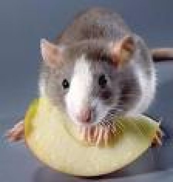 Rattenbabys - Ratten - Günzburg