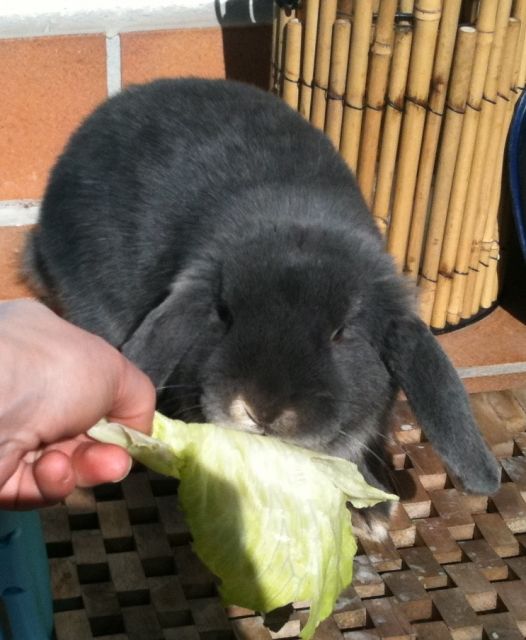 Junges Zwergkaninchen abzugeben - Hasen Kaninchen - Darmstadt