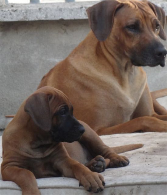 Rhodesian Ridgeback Wurfankündigung - Hunde - Glauchau